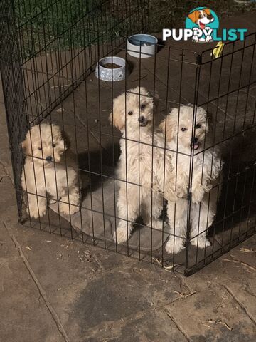Toy poodles