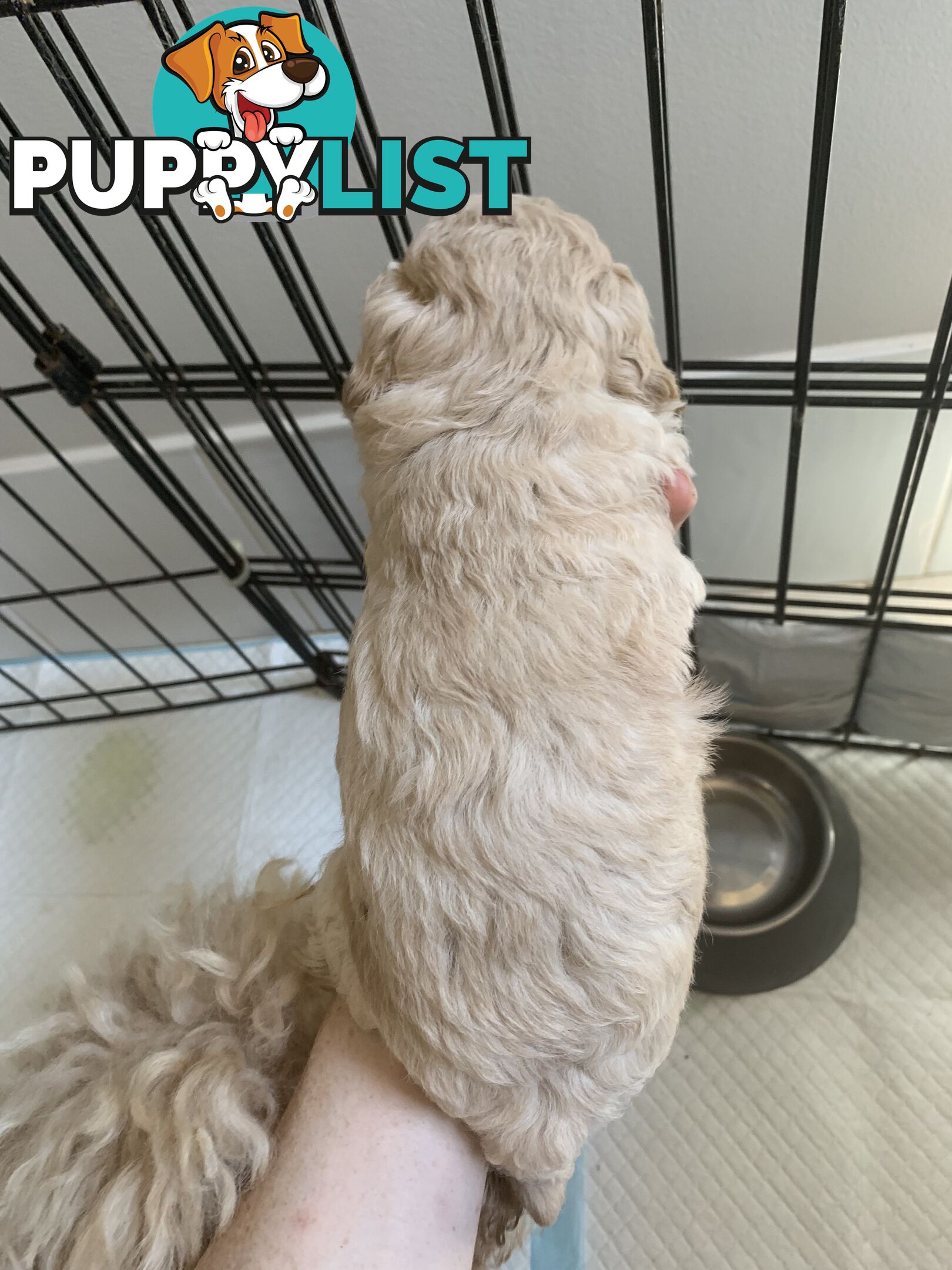 Toy poodles
