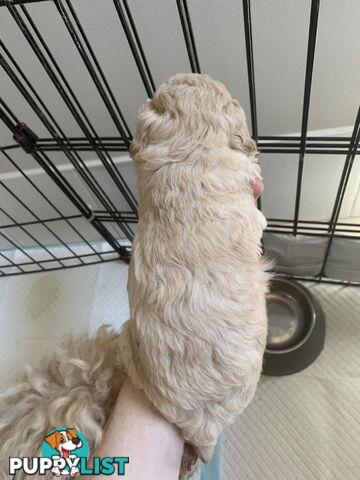 Toy poodles