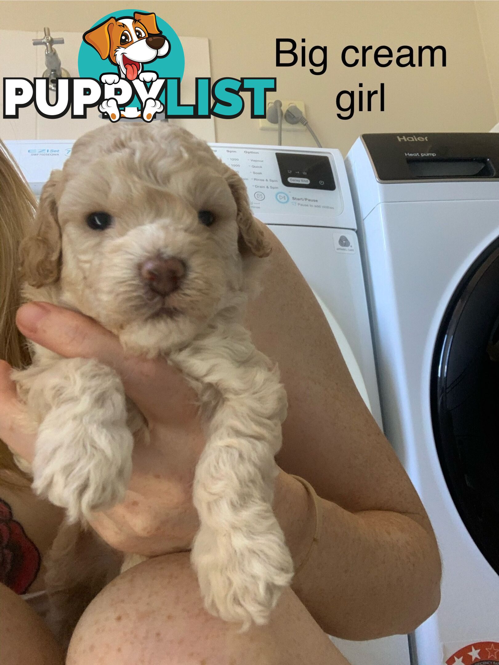 Toy poodles