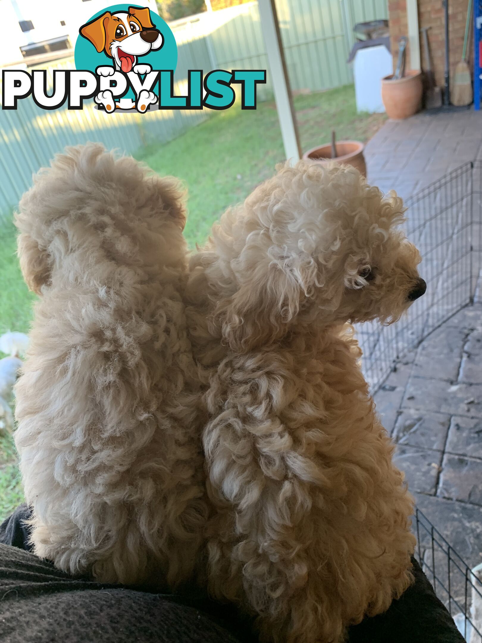 Toy poodles