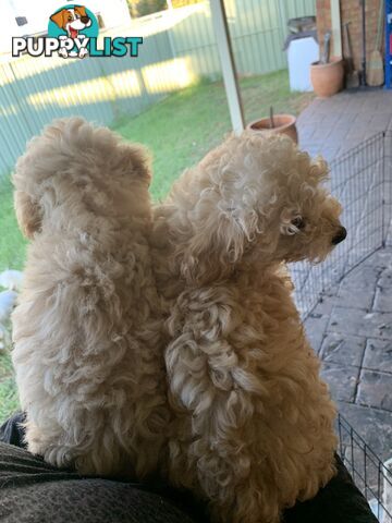 Toy poodles