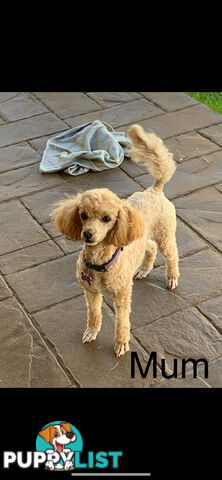 Toy poodles