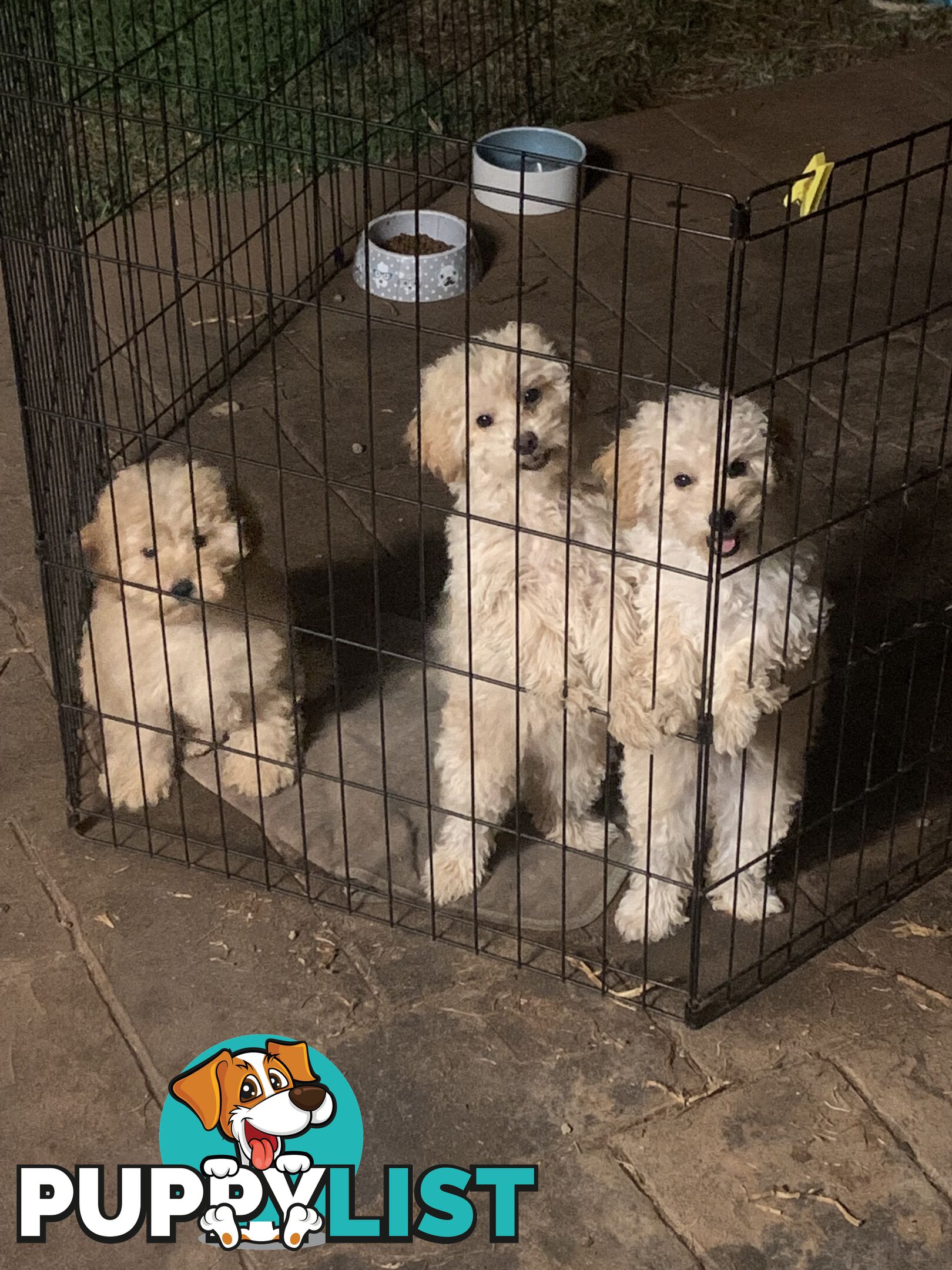 Purebred toy poodles