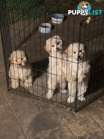 Purebred toy poodles