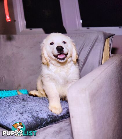 Pedigree Golden Retriever puppies looking for their forever homes