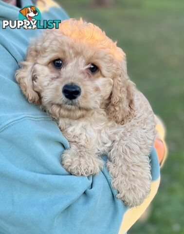 Cavoodle Puppies