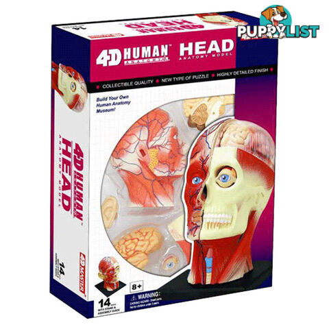 Human Head Anatomy Model