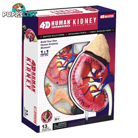 Kidney Anatomy Model