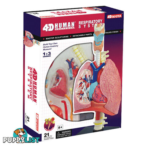 Respiratory System 1:3 Model