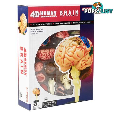 Human Brain Anatomy Model