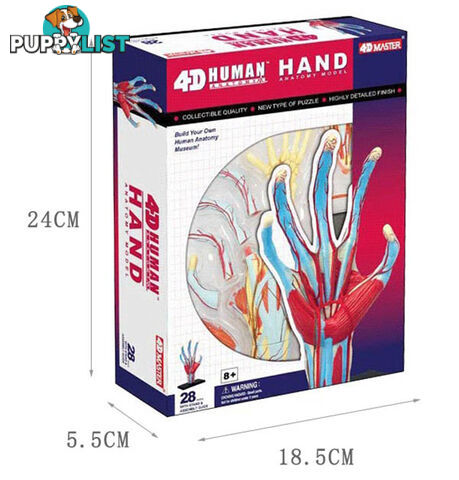 Hand Anatomy Model