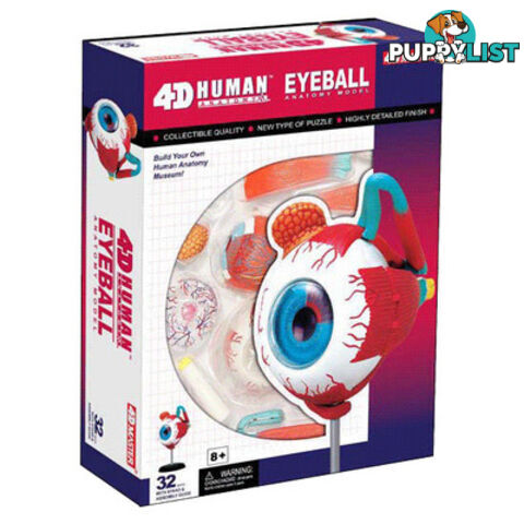 Eyeball Anatomy Model