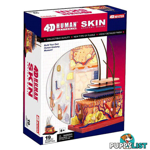 Skin Section Anatomy Model