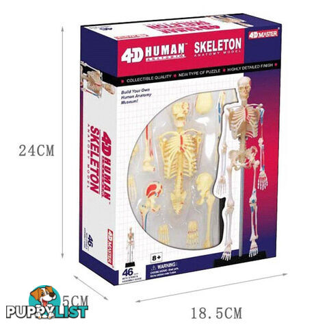 Human Skeleton Model