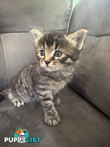 x4 -Beautiful10 week old Ragdoll X Kittens