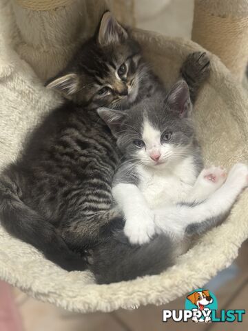 x4 -Beautiful10 week old Ragdoll X Kittens