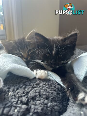 x4 -Beautiful10 week old Ragdoll X Kittens