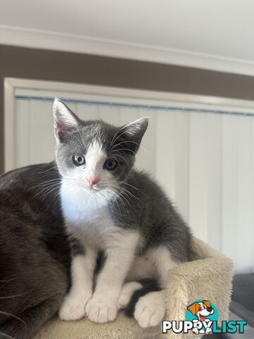 x4 -Beautiful10 week old Ragdoll X Kittens