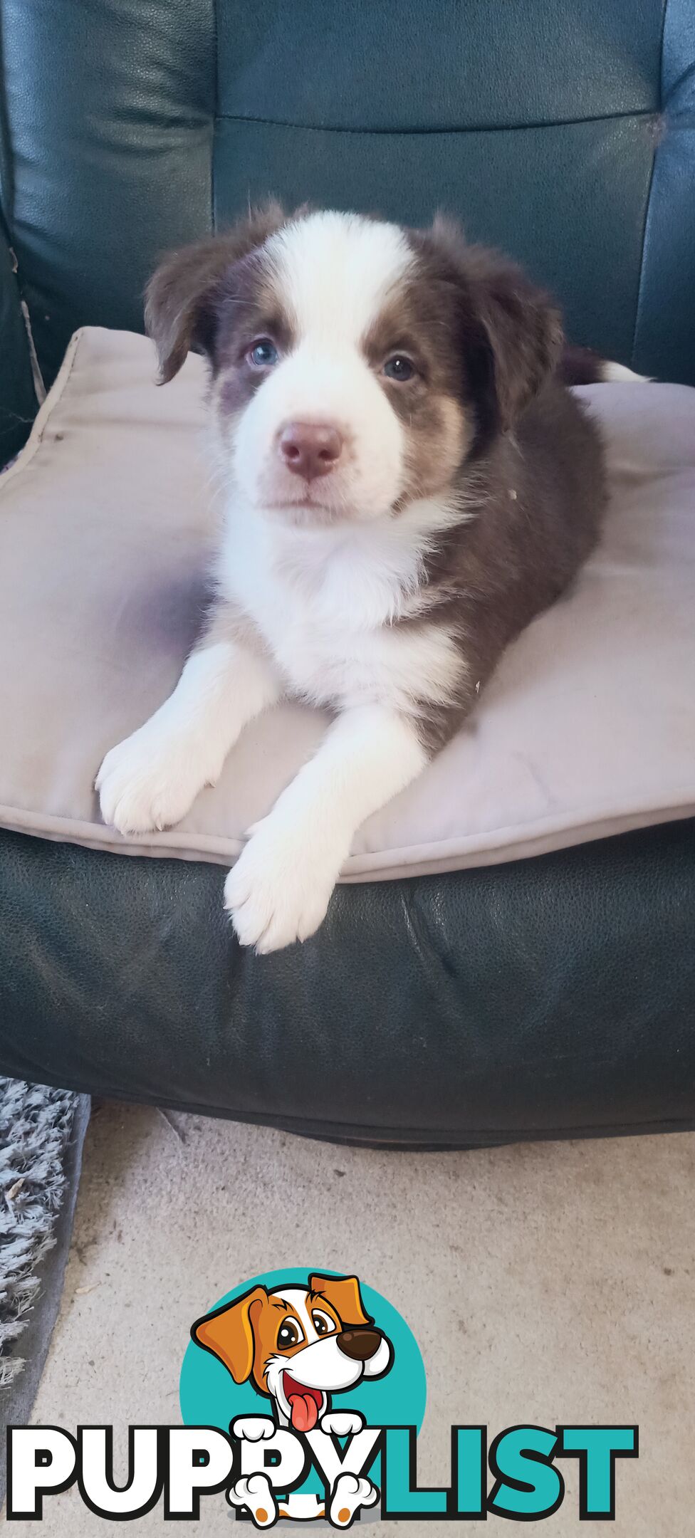 Border Collie puppies  Limited Exclusive offer