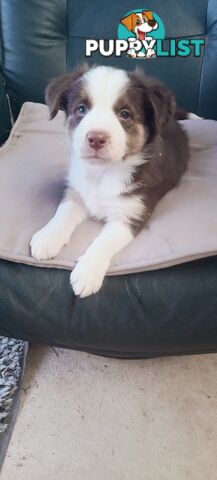 Border Collie puppies  Limited Exclusive offer