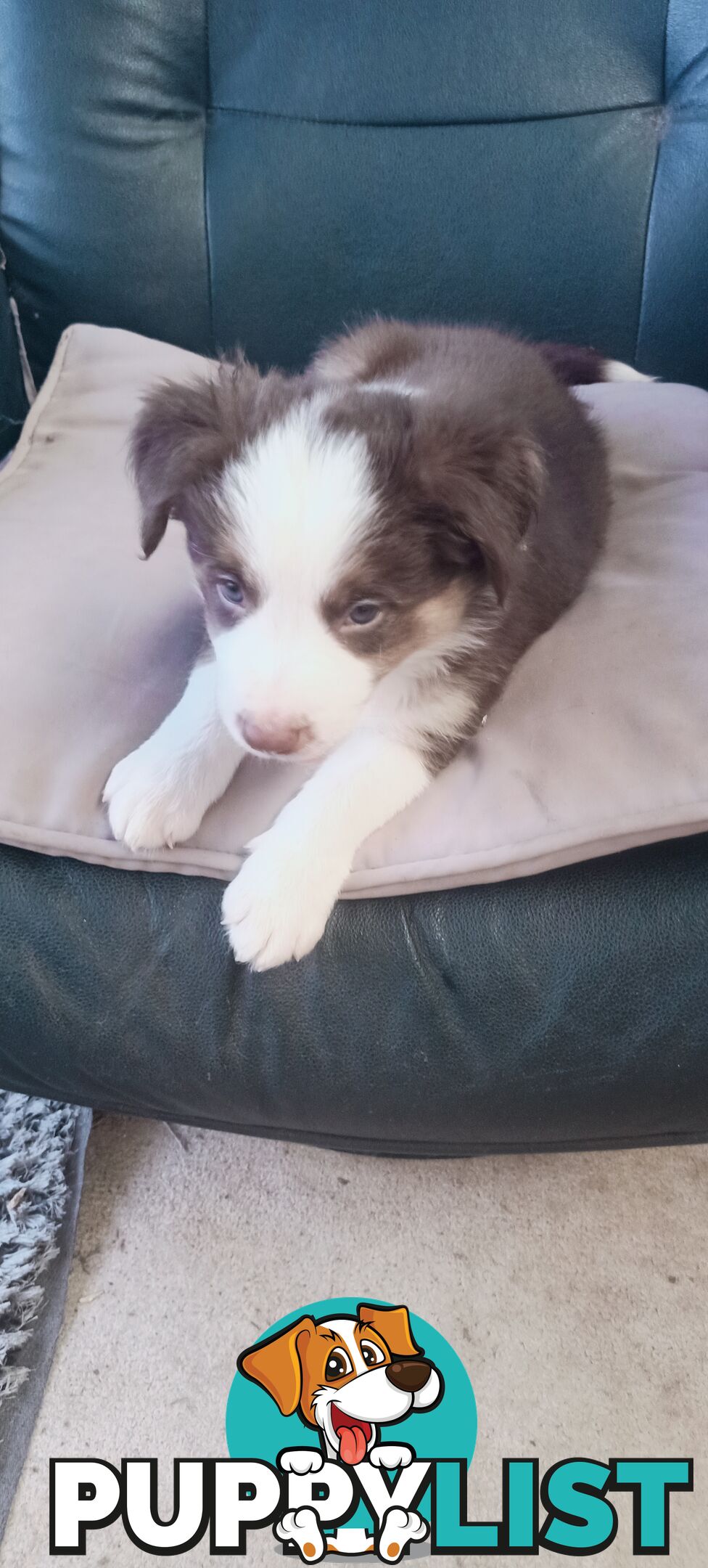 Border Collie puppies  Limited Exclusive offer