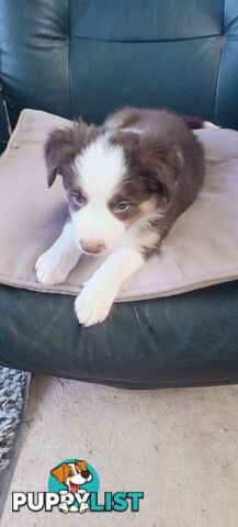 Border Collie puppies  Limited Exclusive offer