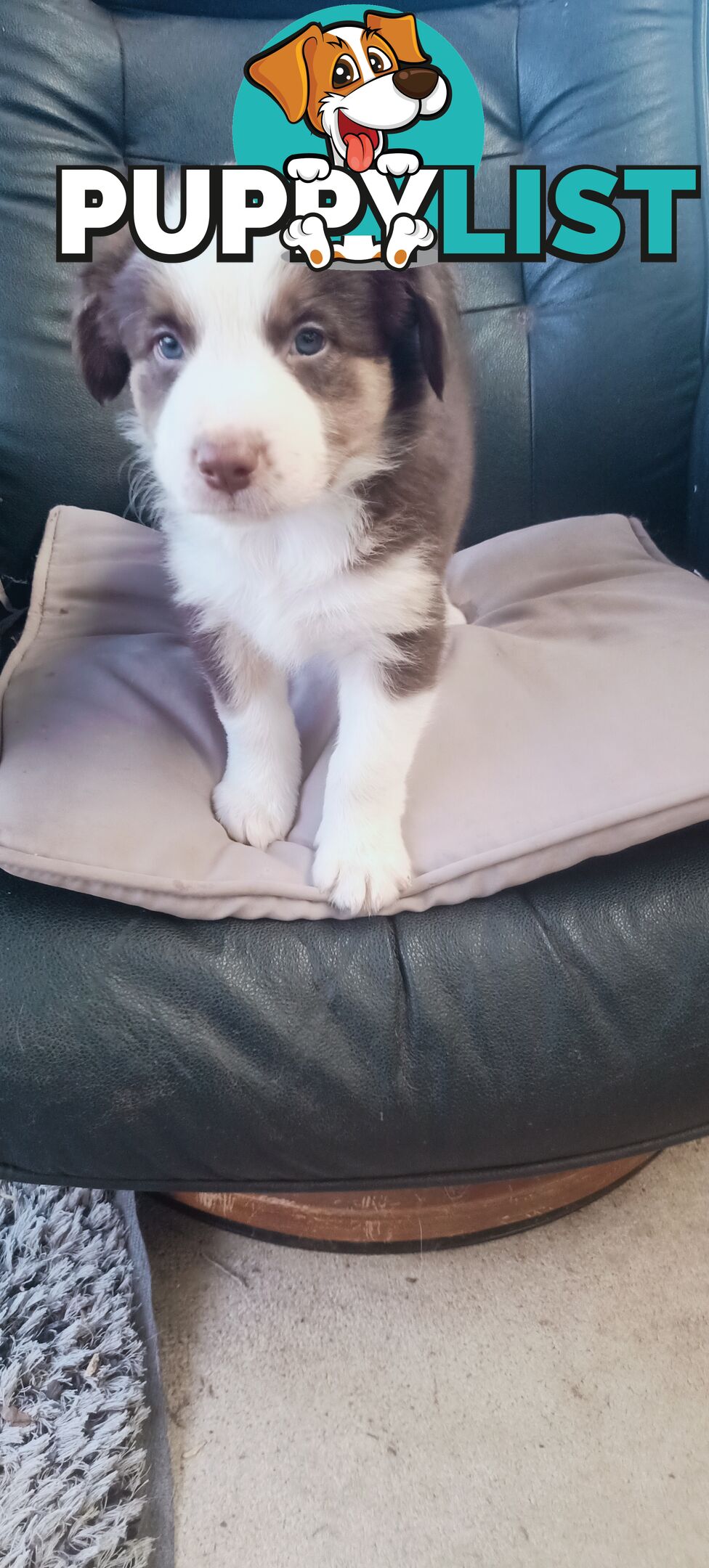 Border Collie puppies  Limited Exclusive offer