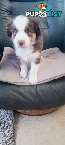 Border Collie puppies  Limited Exclusive offer