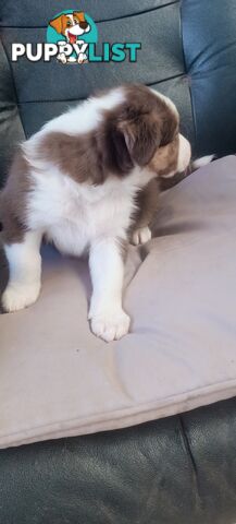 Border Collie puppies  Limited Exclusive offer