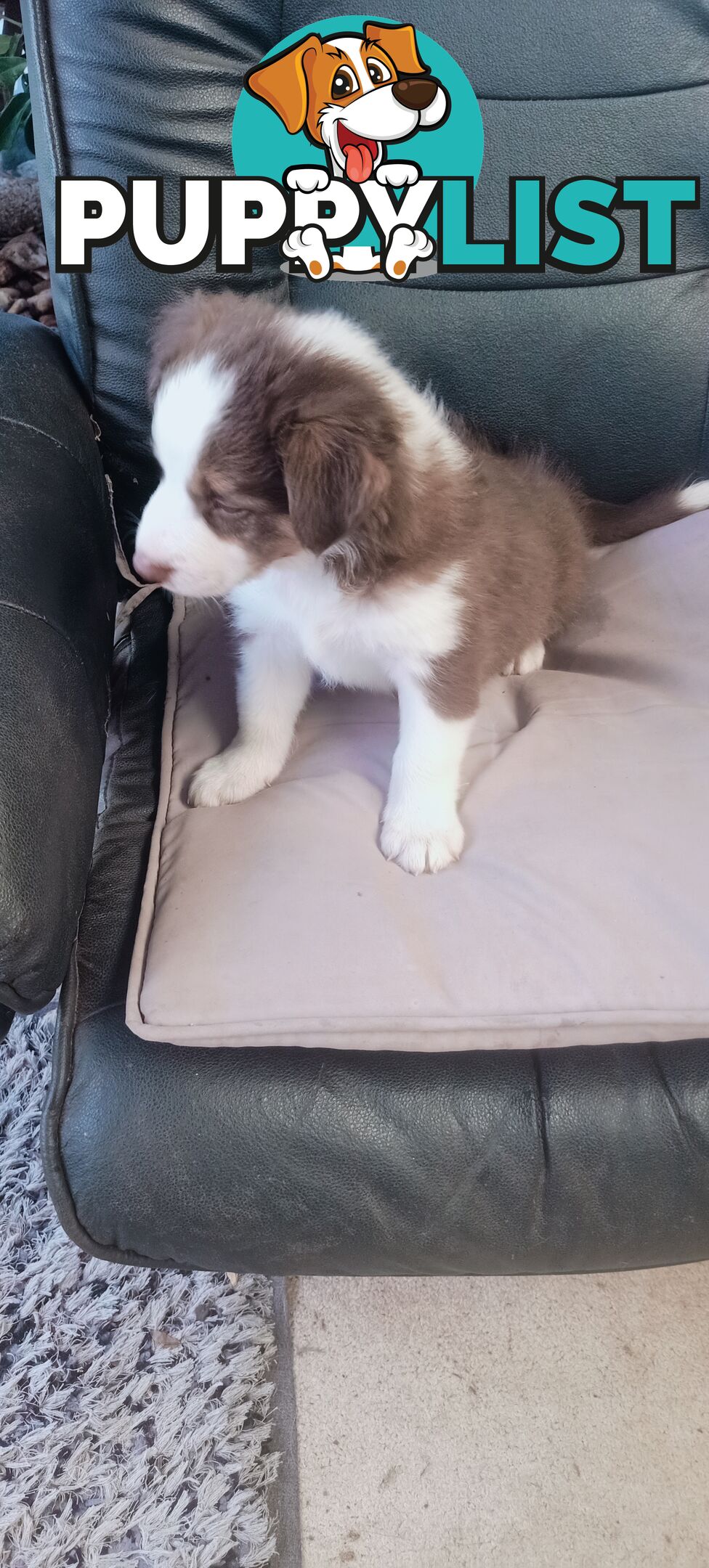 Border Collie puppies  Limited Exclusive offer