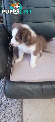 LAST  BOY TO FIND HIS HOME..  URGENT due to my physical injury ! Border Collie puppy