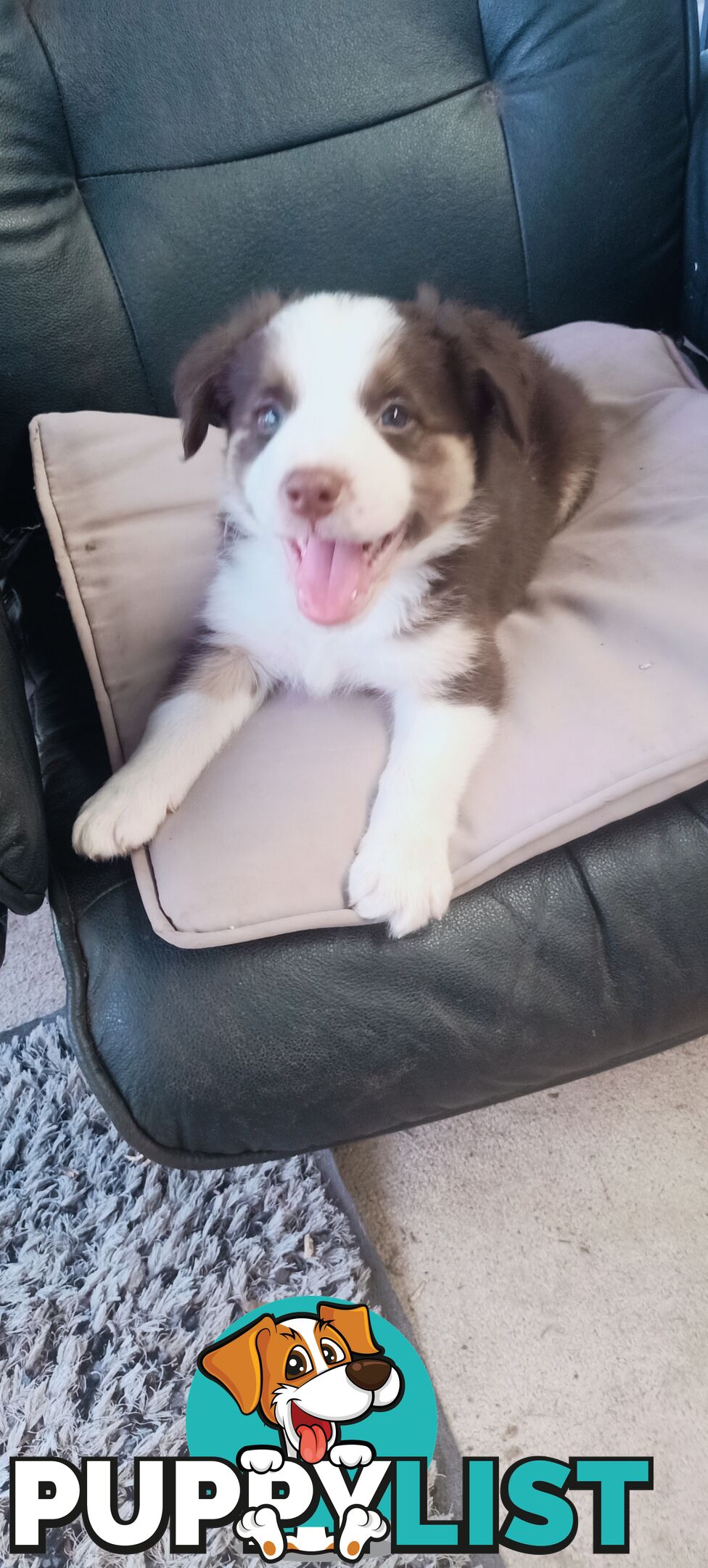 Border Collie puppies  Limited Exclusive offer