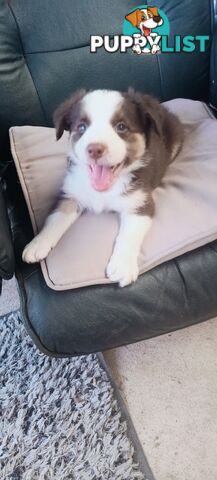 Border Collie puppies  Limited Exclusive offer