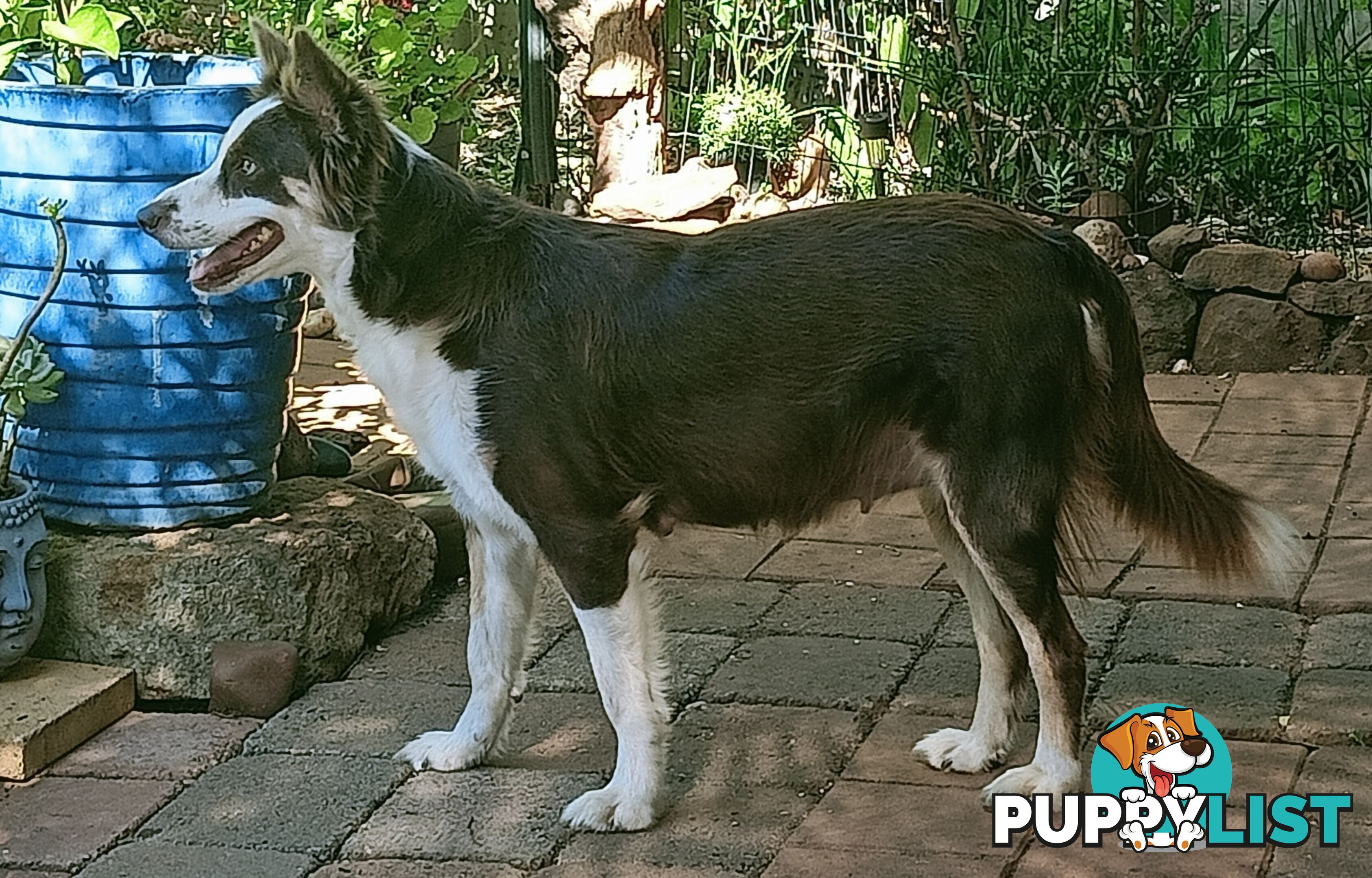 Border Collie puppies  Limited Exclusive offer