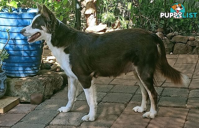 Border Collie puppies  Limited Exclusive offer