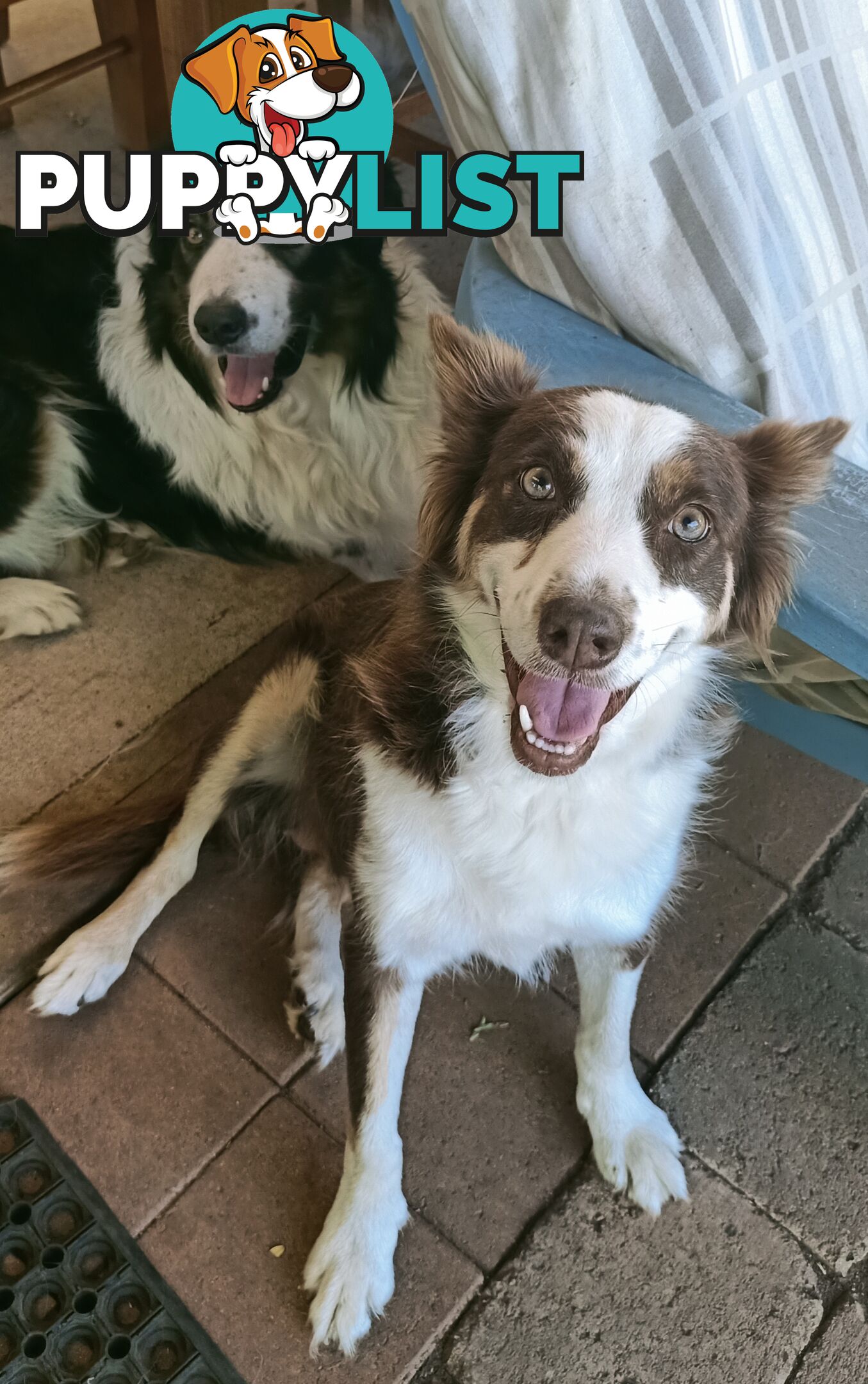 Border Collie puppies  Limited Exclusive offer