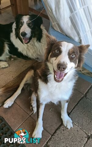 Border Collie puppies  Limited Exclusive offer