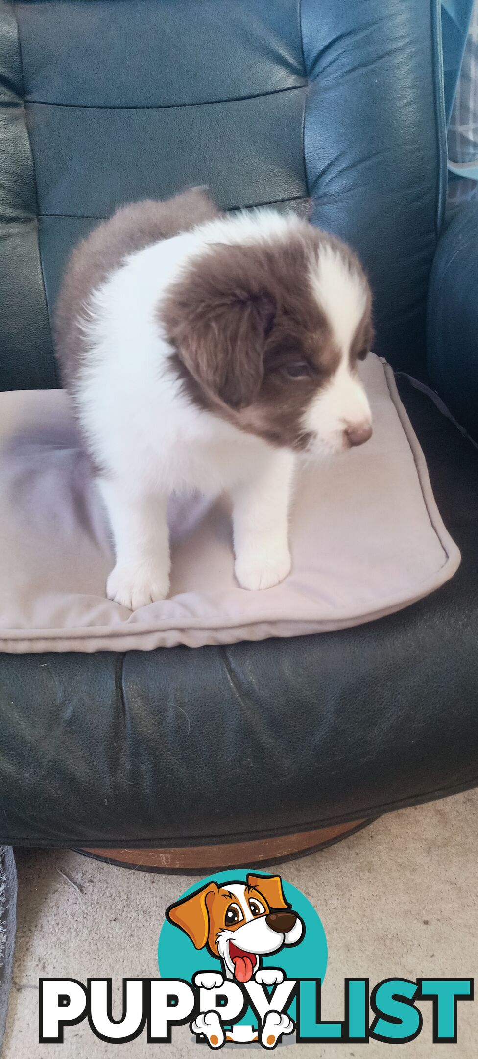 Border Collie puppies  Limited Exclusive offer