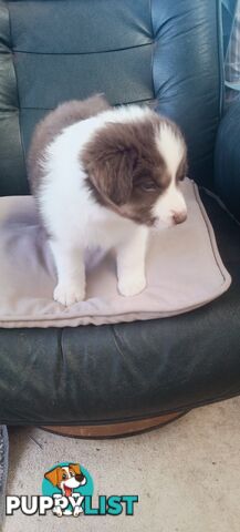 Border Collie puppies  Limited Exclusive offer