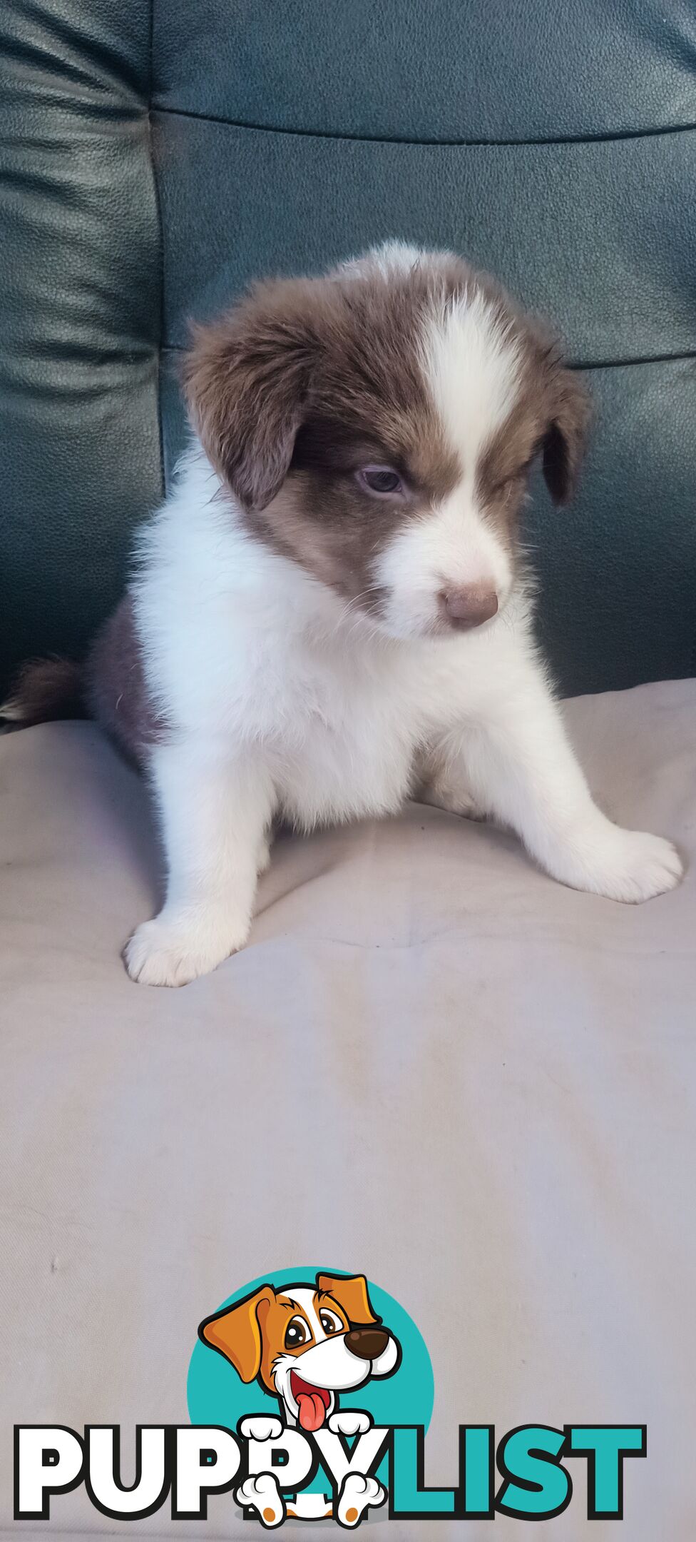 Border Collie puppies  Limited Exclusive offer