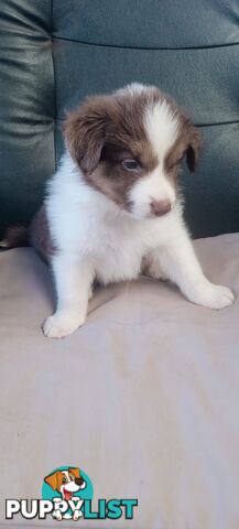 Border Collie puppies  Limited Exclusive offer