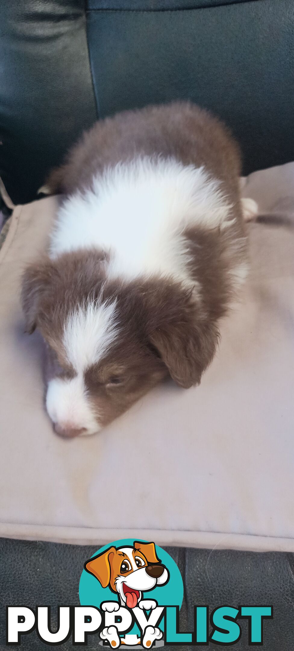 Border Collie puppies  Limited Exclusive offer