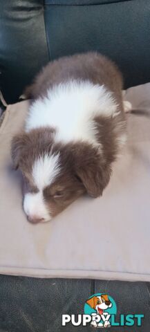 LAST  BOY TO FIND HIS HOME..  URGENT due to my physical injury ! Border Collie puppy