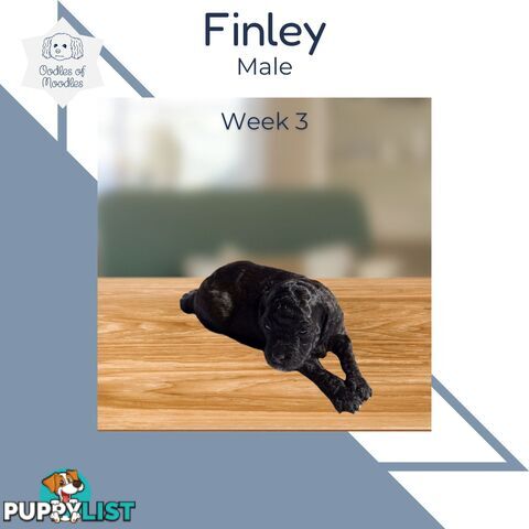 Finley