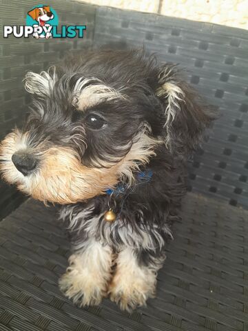 Miniature Schnauzer puppies