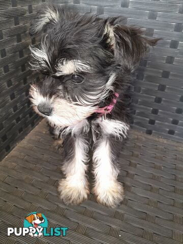 Miniature Schnauzer puppies