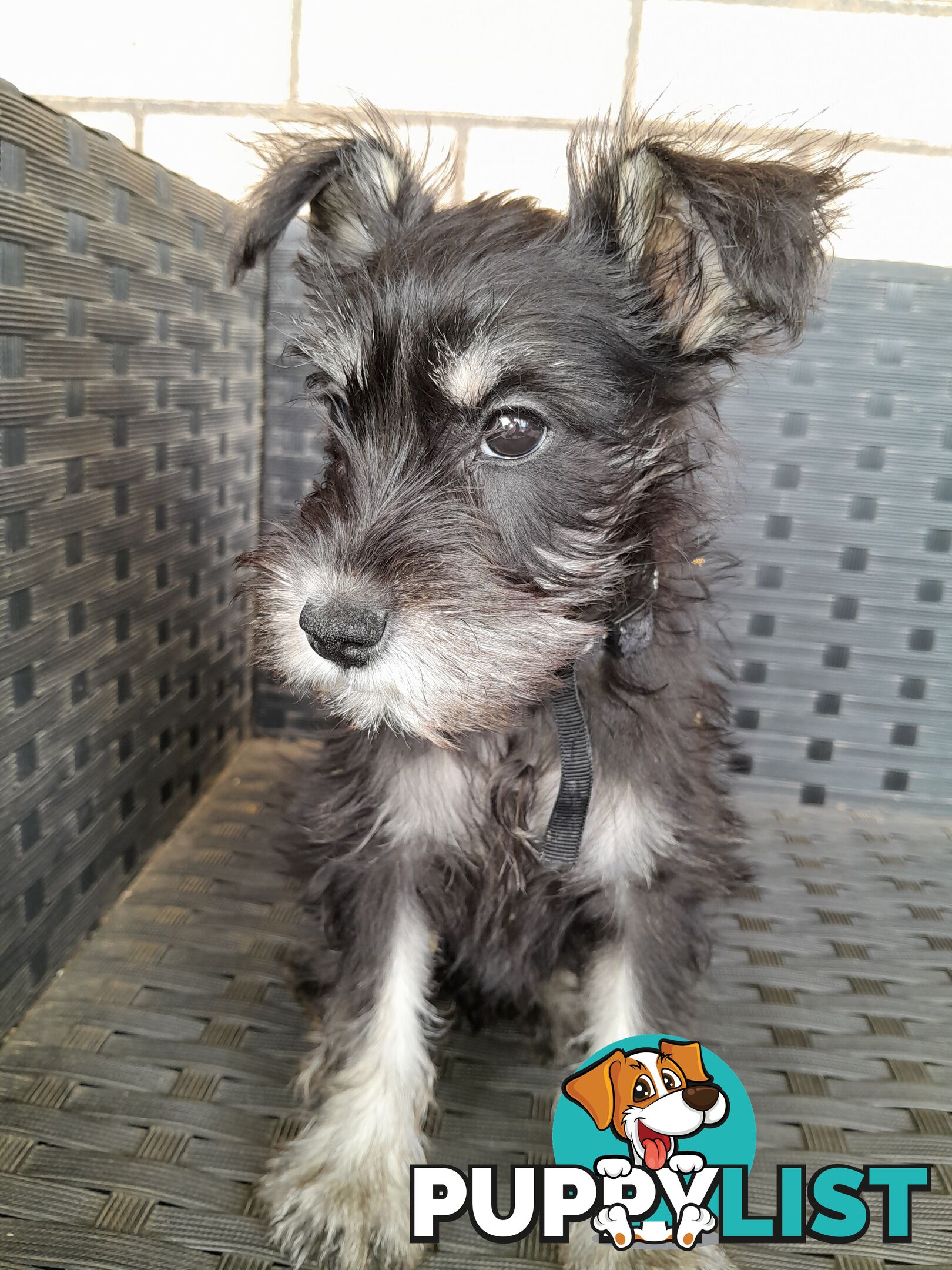 Miniature Schnauzer puppies