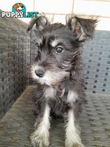 Miniature Schnauzer puppies