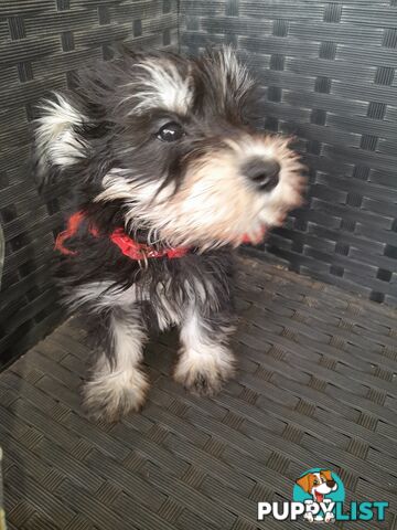 Miniature Schnauzer puppies